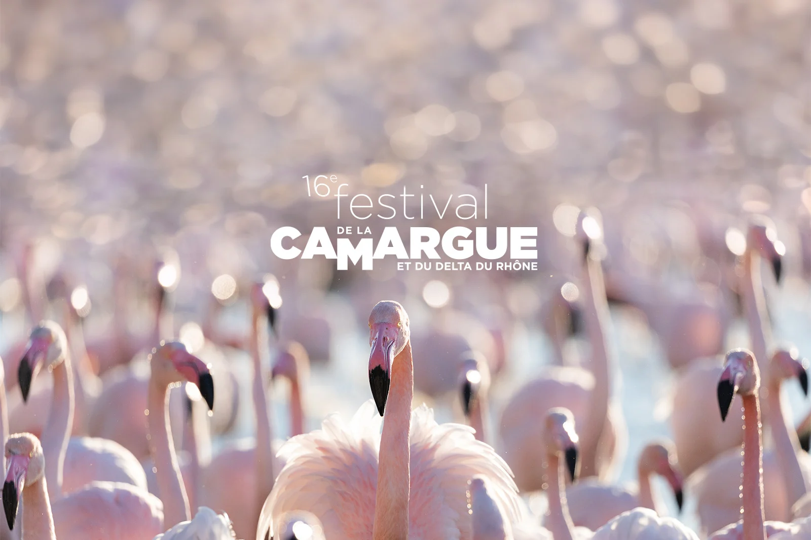 Camargue Festival